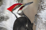 Pileated Woodpecker   (2 photos)