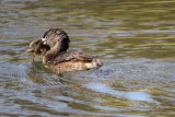 Pied-billed Grebe  (4 photos - the last ones)