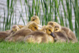 Goslings Everywhere   (4 photos)