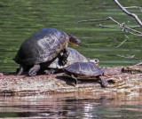 Blandings Turtles Mating