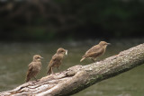 Starlings - Juvenile