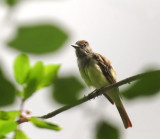 Great Crested Flycatcher