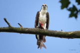 Osprey - 2 Days Later  (3 photos) 