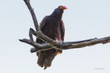 Turkey Vulture   (2 photos)