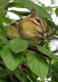 Chipmunk 