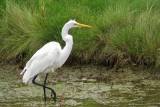 Great Egret