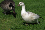 Rosss Hybrid Goose  (3 photos)