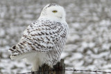 Snowy Owl   (2 photos)