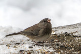 Dark-eyed Junco    (2 photos)