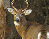 White-tailed Deer