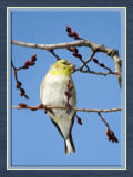 Goldfinch