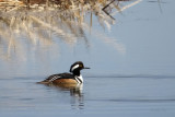 Hooded Merganser   (2 photos)