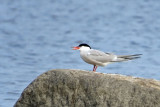 Common Tern   (2 photos)