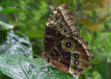 Butterfly Show   (3 photos)