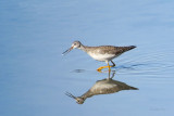 Greater Yellowlegs