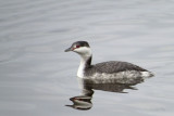 Horned Grebe