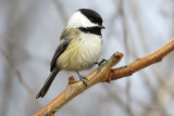 Chickadee