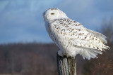 Snowy Owl   (2 photos)