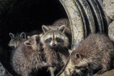 Raccoons  (2 photos)