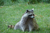 Raccoons  (2 photos)