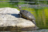 Red-eared Slider  (2 photos)