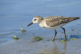 Semipalmated Sandpiper & Semipalmated Plover  (2 photos)