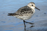 Sanderling