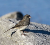 Dark-eyed Junco