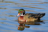 Wood Duck - male