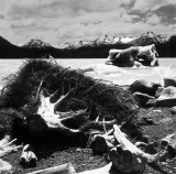 Patagonia, Argentina, near the Perito Moreno Glacier, Hasselblad 501C, Planar 100/3.5, Velvia Fuji film.