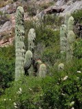 Cactus. They can be seen in Argentina and Chile. 