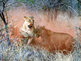 Lionesses Fighting