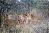 Lionesses Fighting