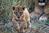 Lion Cub and male
