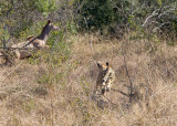 Cheetah chasing kudu