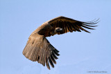 White backed Vulture in Flight.