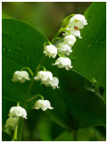 Convallaria majalis 