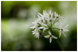 Allium ursinum 