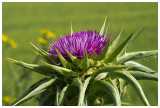 Silybum marianum  