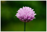 Allium schoenoprasum 