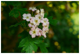 Crataegus monogyna 