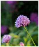 Allium schoenoprasum 