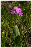 Primula spectabilis