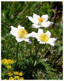 Pulsatilla alpina