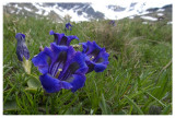 Gentiana acaulis