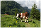 au Col de Pillon