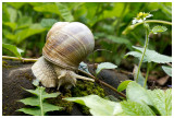 Helix pomatia