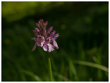 Dactylorhiza fuchsii 