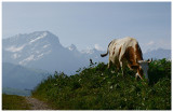 au Col de Bretaye
