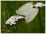 Pieris rapae